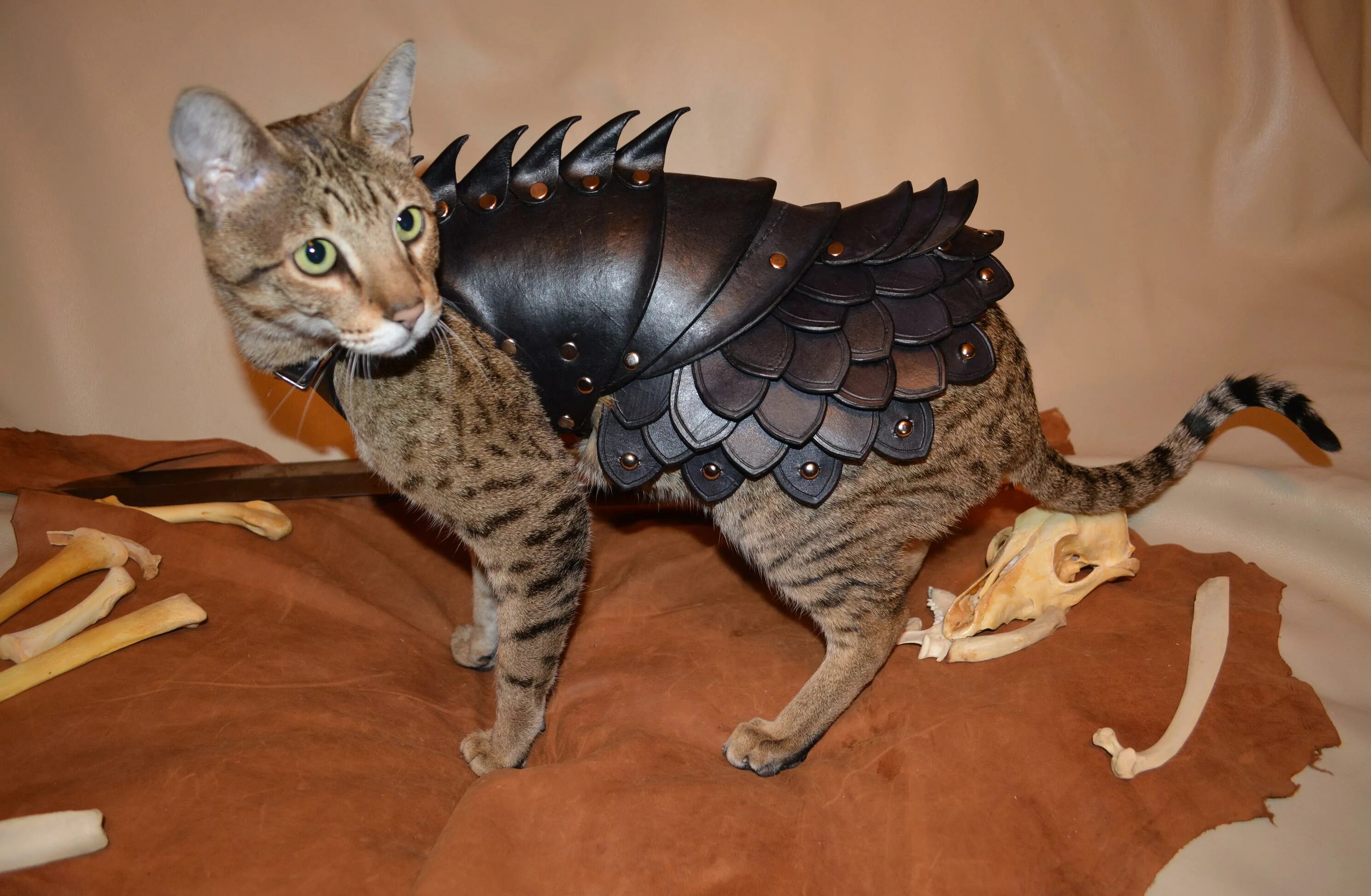 Доспех для кота. Кот в доспехах. Кошачья броня. Кошачьи доспехи. Кот в рыцарских доспехах.