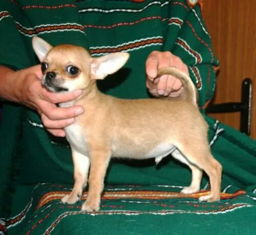 Как выглядит чихуахуа собака взрослая фото Mama and babes... Chihuahua, Chihuahua puppies, Chihuahua dogs