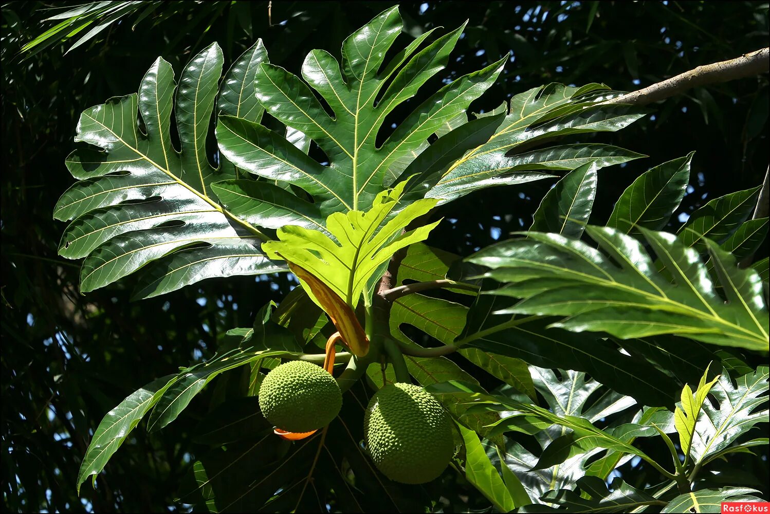 мякиш,хлебный мякиш хлебный мякиш. калач. хлебное 5 букв. калачик булочка. хлебное 5 букв.