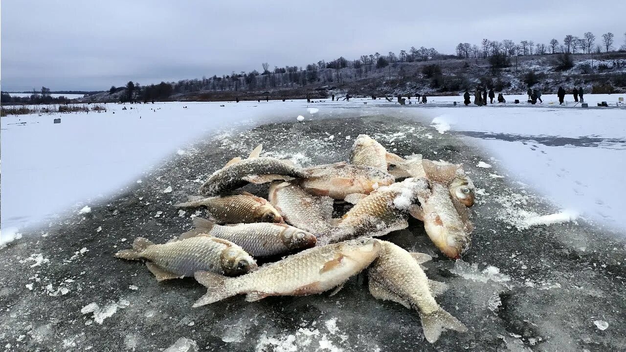 Где зимой карась. Зимняя рыбалка на карася. Карась на льду. Ловля карася зимой. Ловля карася зимой со льда.