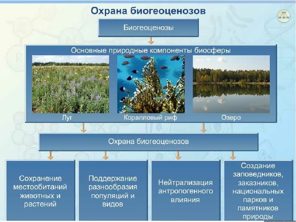 Охрана экосистем. Охрана биогеоценозов. Охрана природных экосистем. Понятие экосистемы. Укажите причины изменения естественного