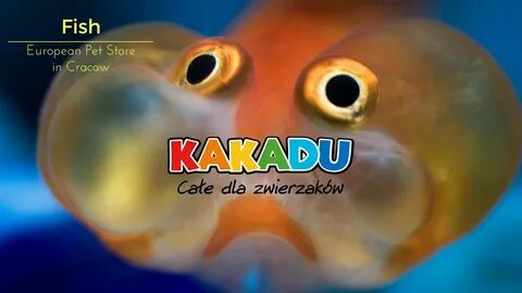 Она как рыба