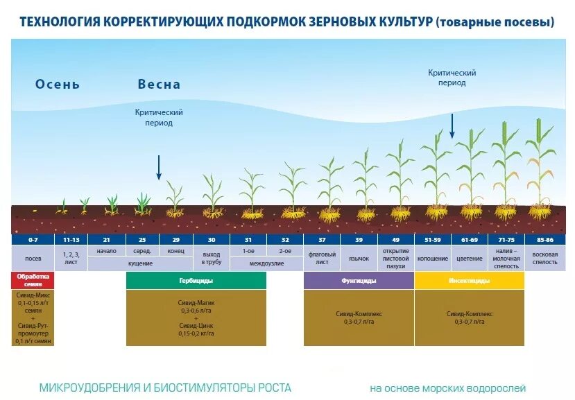 Укажите какая из следующих сельскохозяйственных культур. Удобрение Яровой пшеницы схема. Технология посева зерновых культур. Подкормка сельскохозяйственных культур. Посев озимой пшеницы технология.