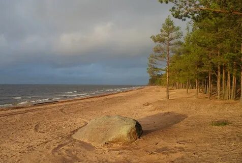 Лен обл сосновая