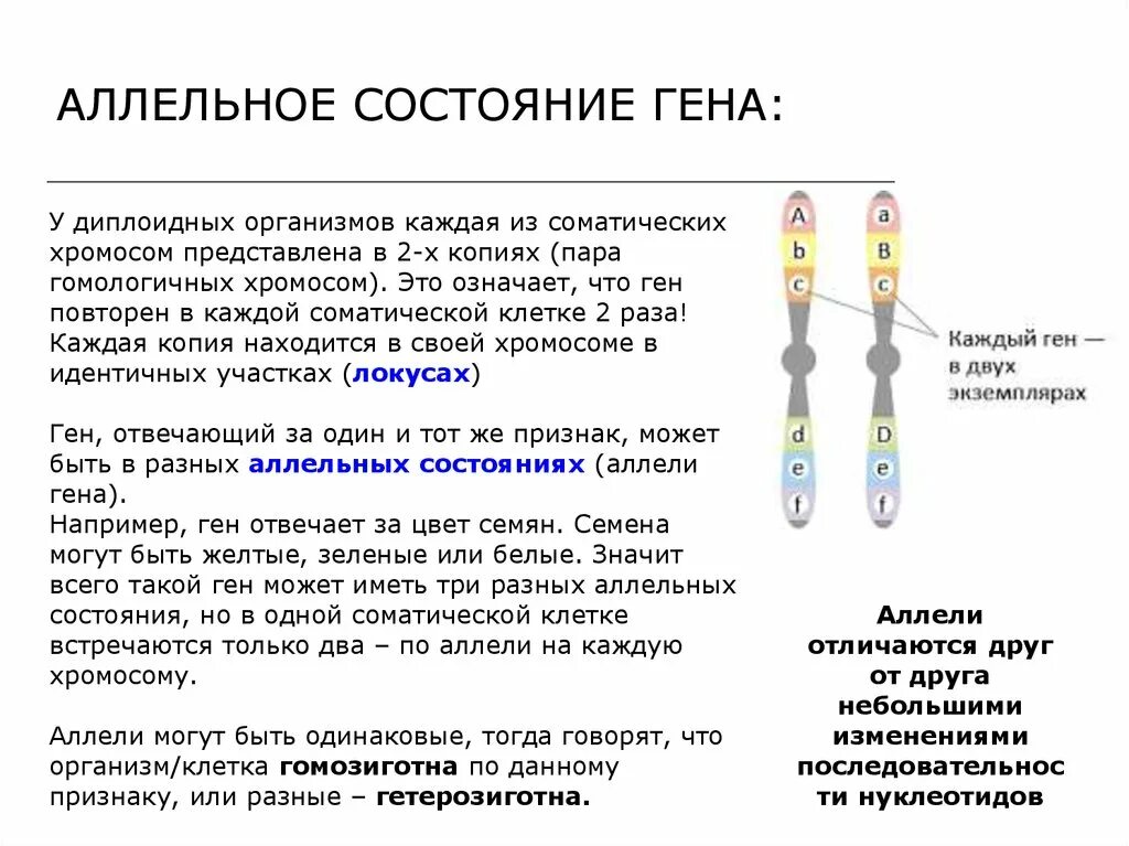 Местоположение генов в хромосоме. Аллельные гены. Аллельное состояние генов. Аллельные гены определяют. Аллельные гены располагаются в.