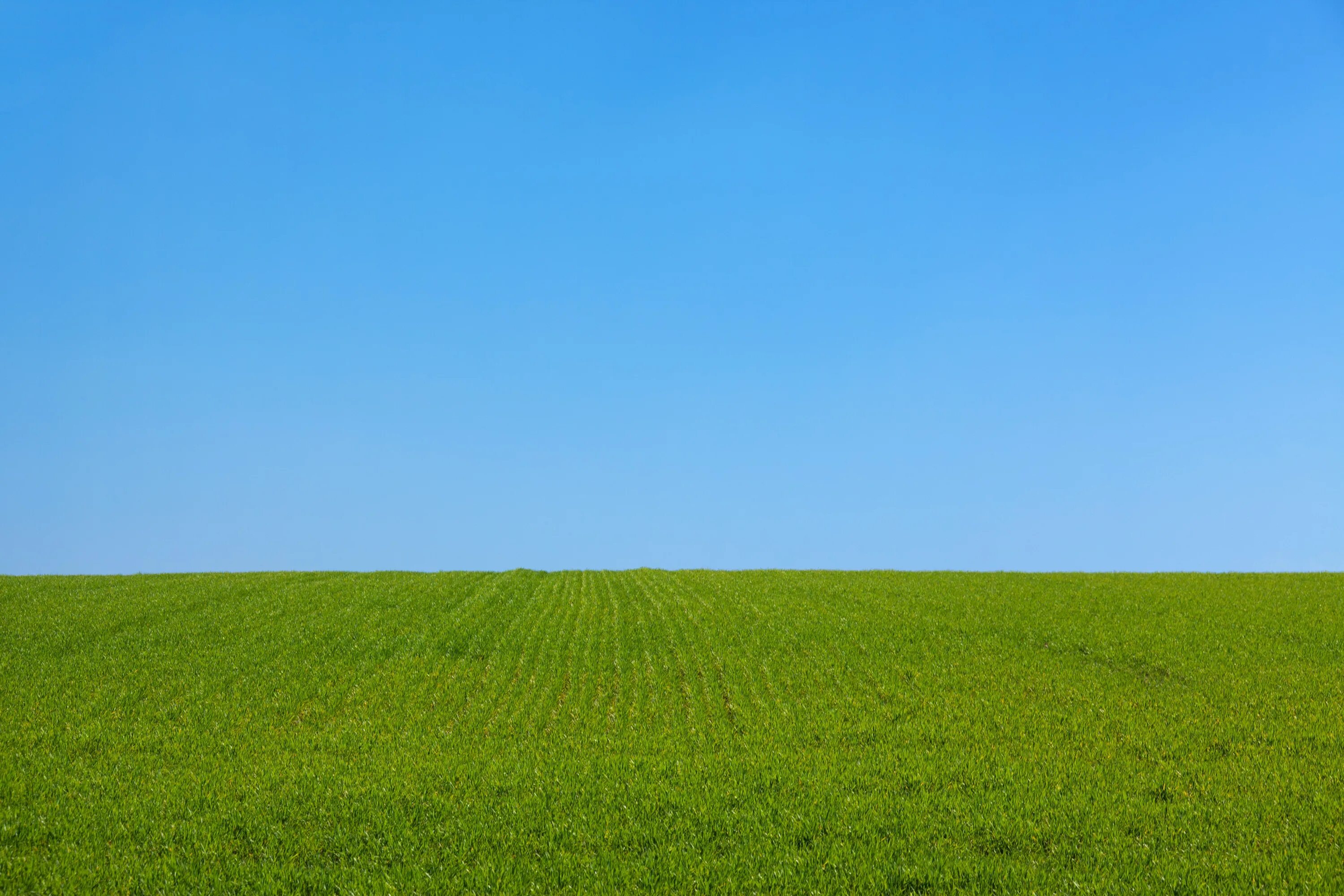 Clear grass. Зеленое поле. Трава поле. Трава и небо. В чистом поле....