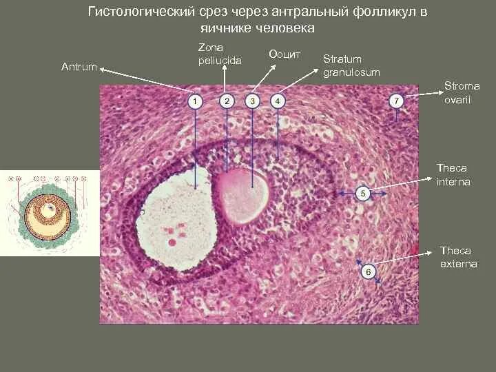 Фолликулов в срезе