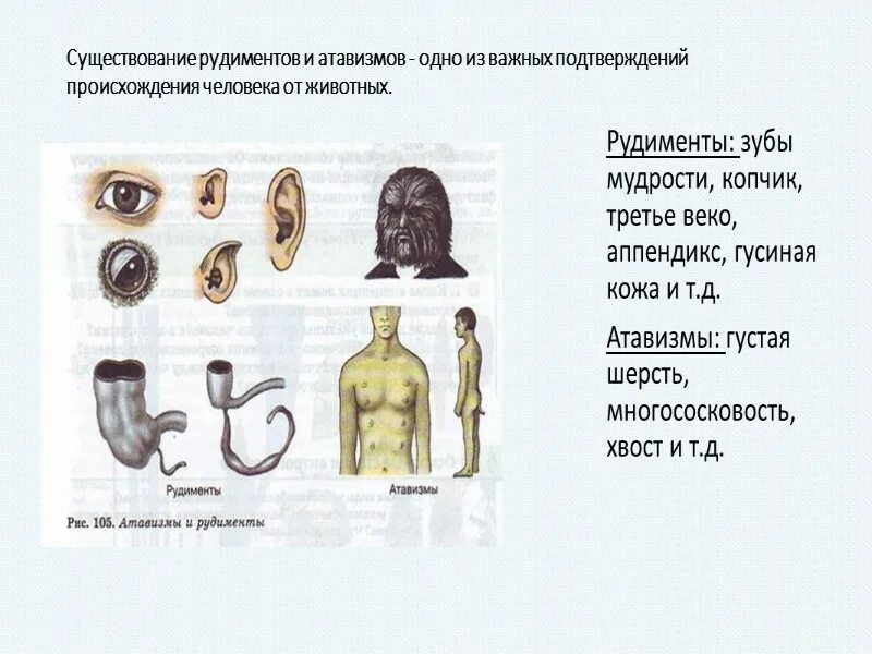 Доказательства происхождения человека. Сравнительно-анатомические доказательства происхождения человека. Происхождение человека от животных. Доказательства происхождения человека от животных.