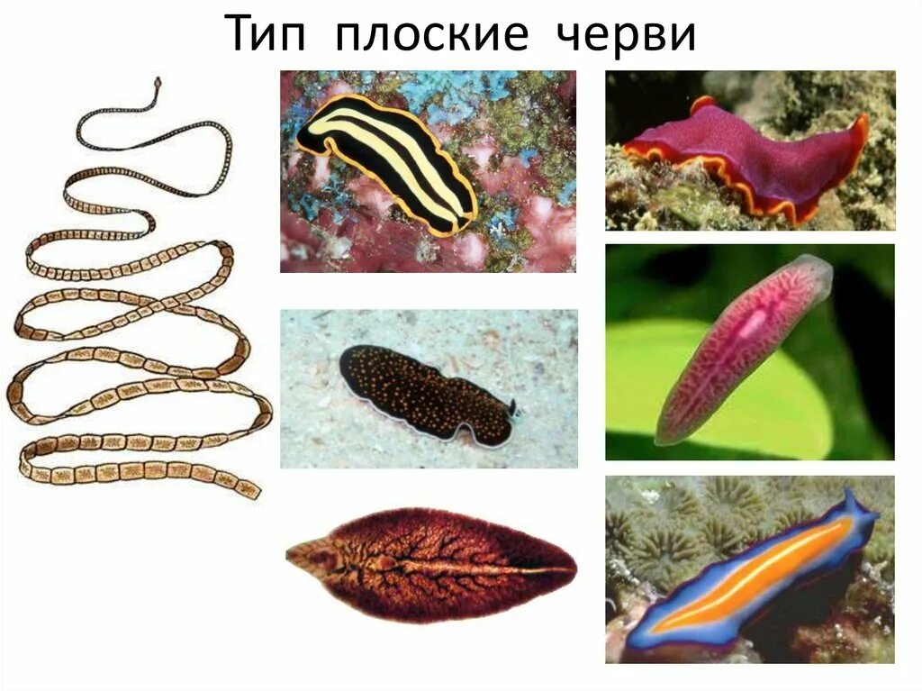 Плоский червь какой тип. Планария Членистоногие. Беспозвоночные животные плоские черви. Свободноживущие плоские черви. Биология Тип плоские черви.
