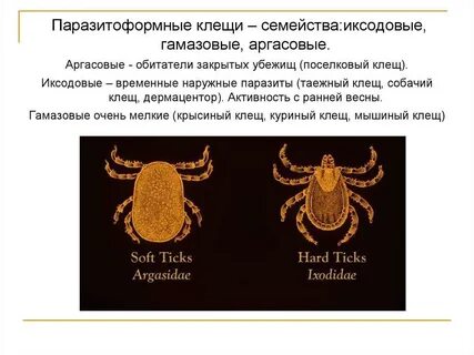 Семейства клещей