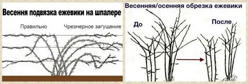 Как обрезать ежевику весной для начинающих правильно. Обрезка ежевики бесшипной осенью схема. Формирование ежевики Торнфри. Обрезка садовой ежевики весной схема. Схема обрезки ежевики бесшипной.