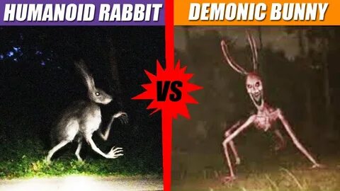 Rabbit demo