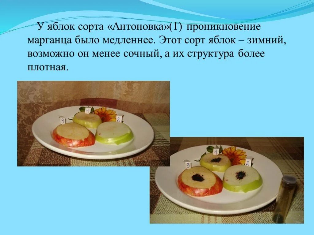 Эксперимент с яблоком. Опыты с яблоком. опыт эксперимент с яблоком для детей. эксперименты с яблоком для дошкольников. крахмал в яблоке опыт.