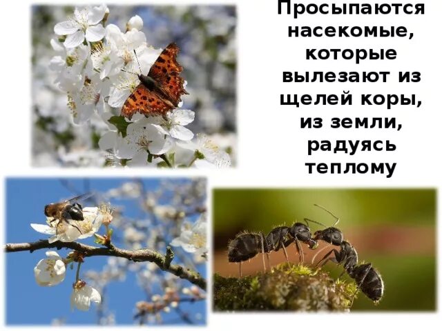 Просыпаются насекомые весной. Насекомые весной для дошкольников. Пробуждение насекомых весной.
