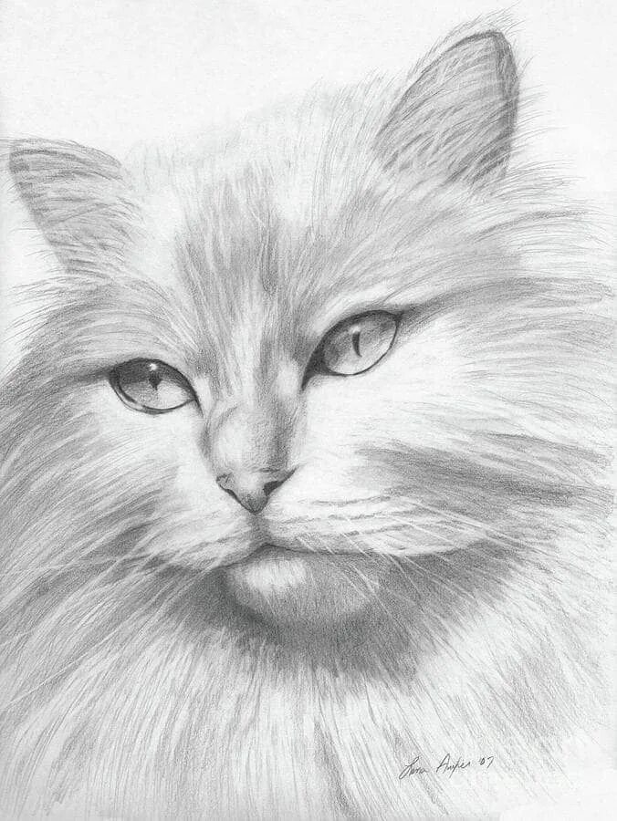 Которые рисуют котиков