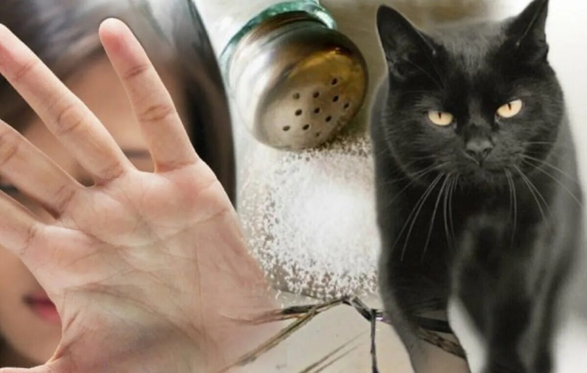 Плохие примет. Суеверия фото. Черная кошка», «разбитое зеркало». 5 Суеверий и примет захватывающие фото.