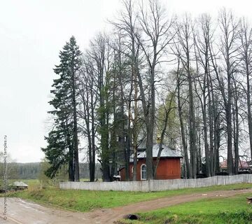Р березовка