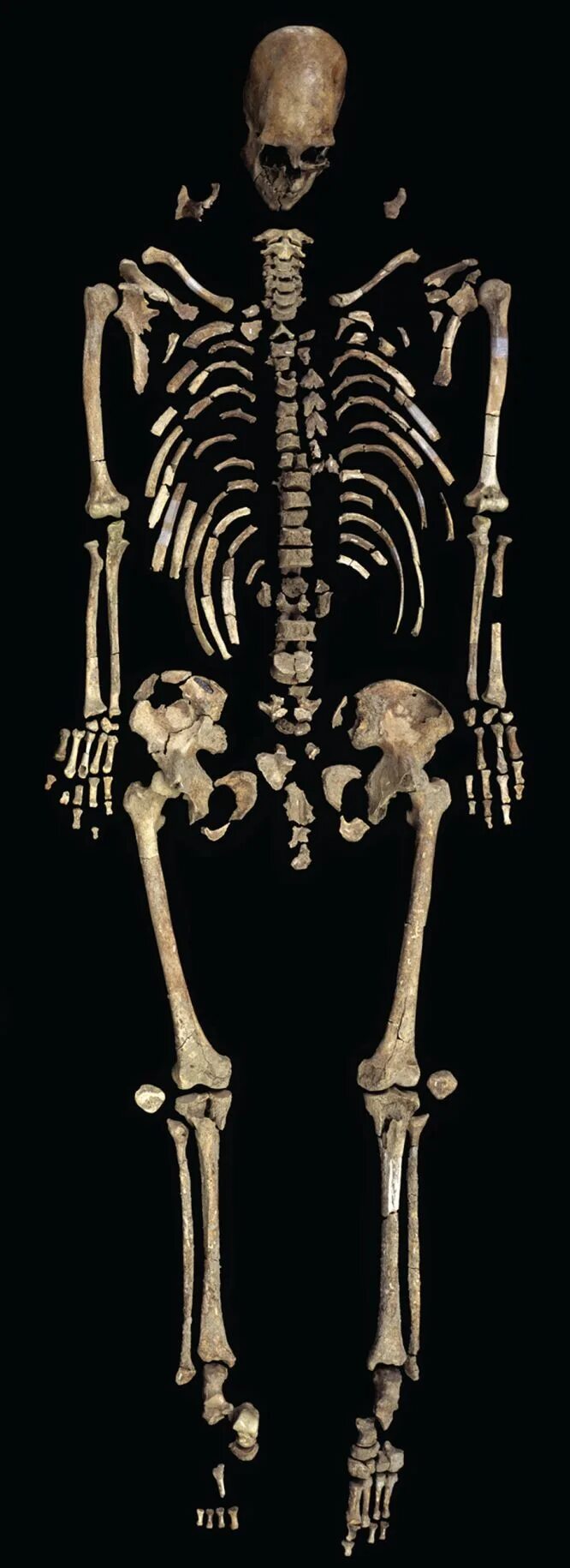 Ископаемый скелет. Old bone