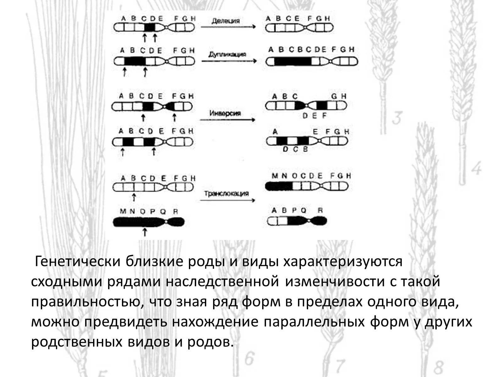 Генетически близкие виды и роды имеют. Виды и роды генетически близкие характеризуются сходными. Генетические основы эволюции. Гомологические ряды в наследственной изменчивости. Сходные ряды наследственной изменчивости.