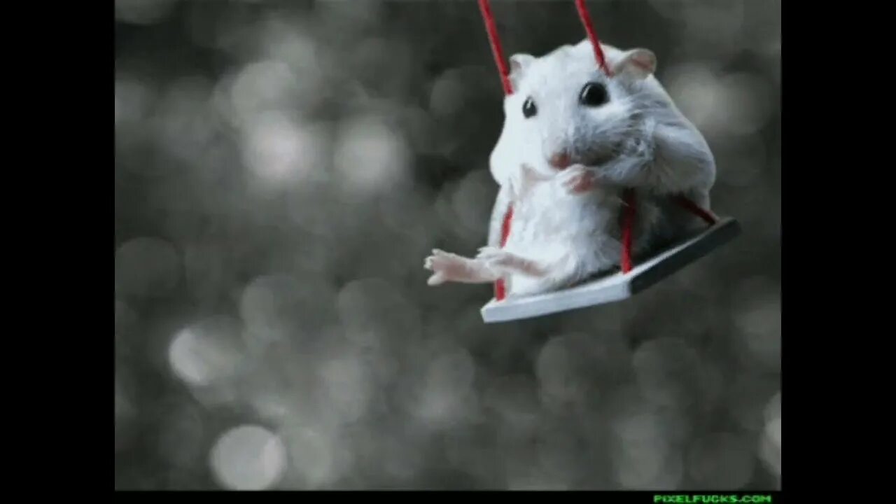 Двигающая мышь. Хомяк гифка. Мышь на качелях. Хомячок анимация. Гифки про хомяков.