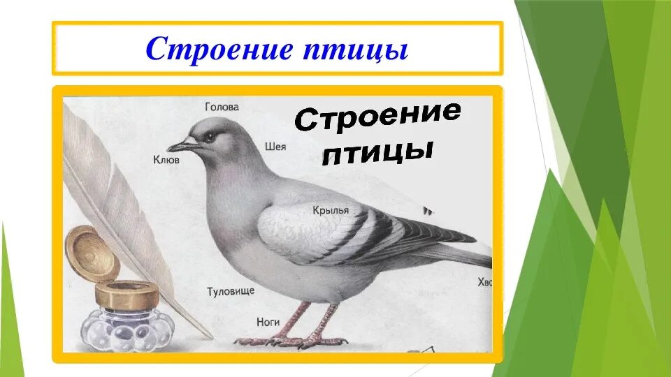 Птиц не было слышно потому что. Строение уха птиц. Ухо птицы строение. Уши у птиц. Как слышат птицы.