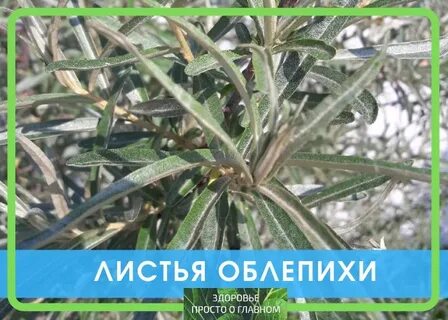Листья облепихи можно заваривать
