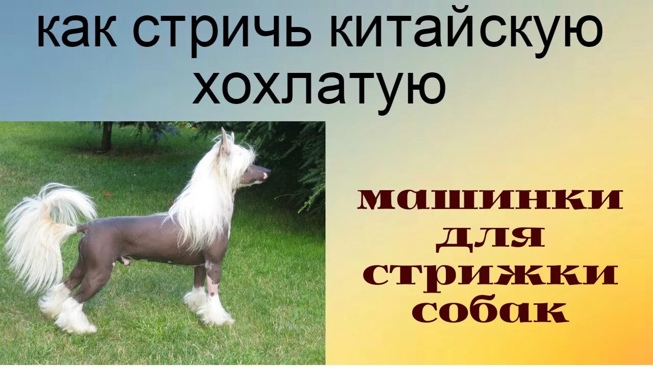 Как подстричь китайскую