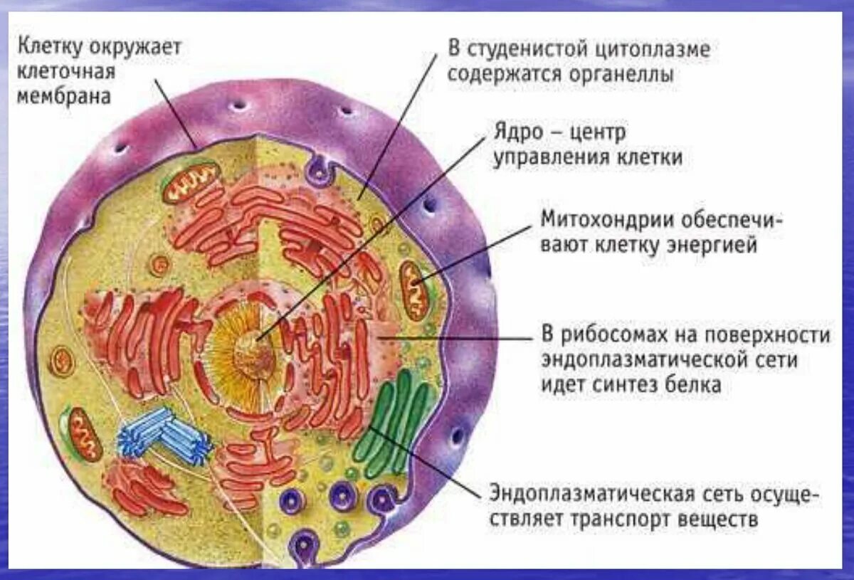 Организм животного состоит из клеток. Строение клетки человека рисунок. Строение клетки животного организма. Основные части клетки анатомия. Строение живой клетки и её органоиды.