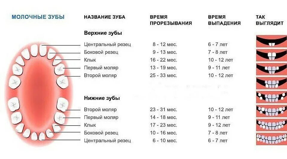 Когда вырастают молочные зубы