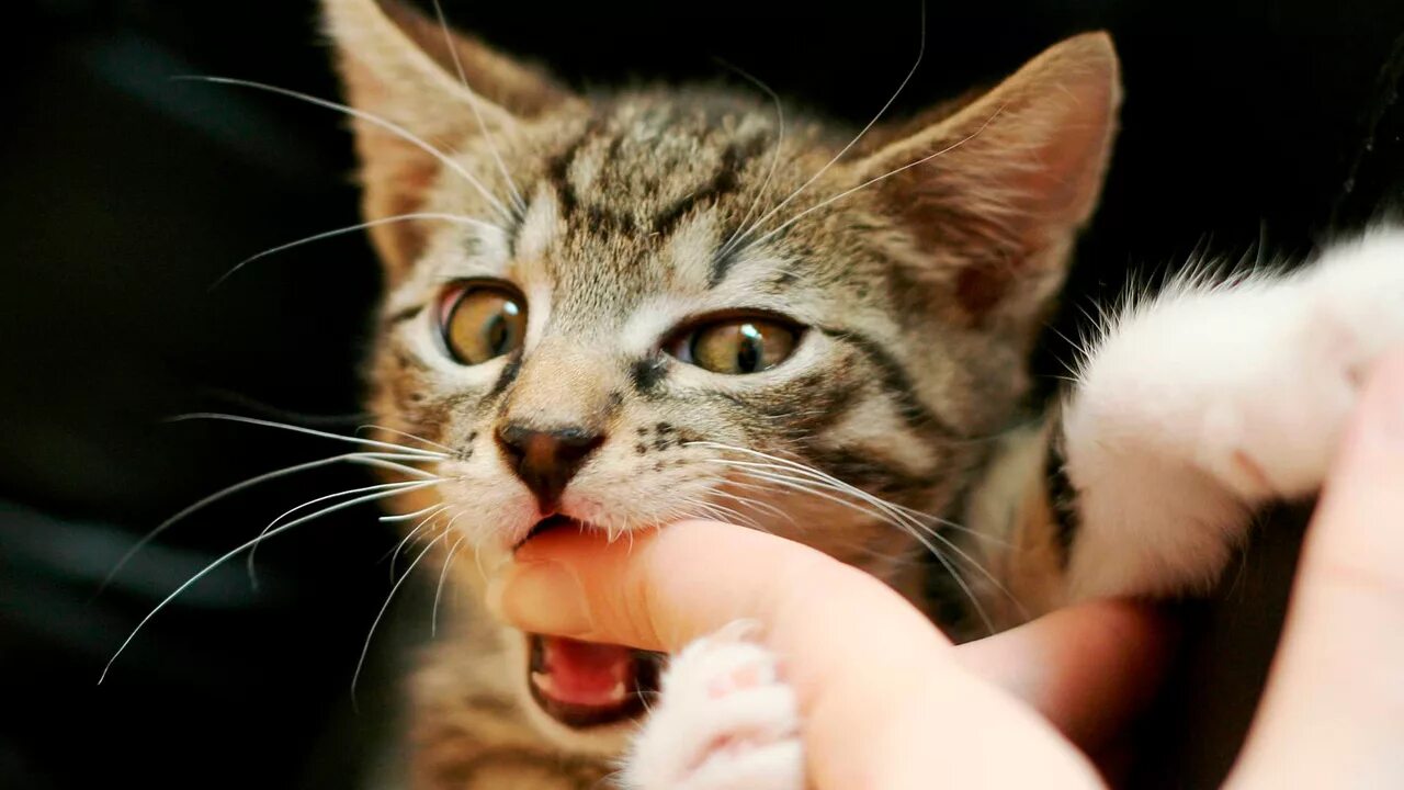 Кусачий котенок. Кусачий котенок. Котенок царапается. Котенок кусается. Кусачий котенок.