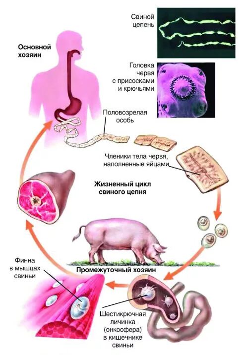 Какая стадия свиного цепня разовьется в человеке. Жизненный цикл свиного солитера схема. Свиной цепни цикл развития. Жизненный цикл свинного цепня. Цикл развития свиной цепень.