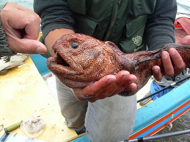 Сырую рыбу собаке. Морская собака Охотское море. Морская собака рыба зубатка. Рыба собака зубатка Сахалин. Морская собака Сахалин.