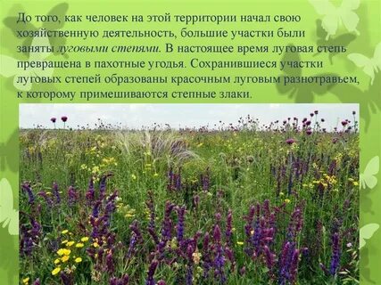 Растения оренбургского края