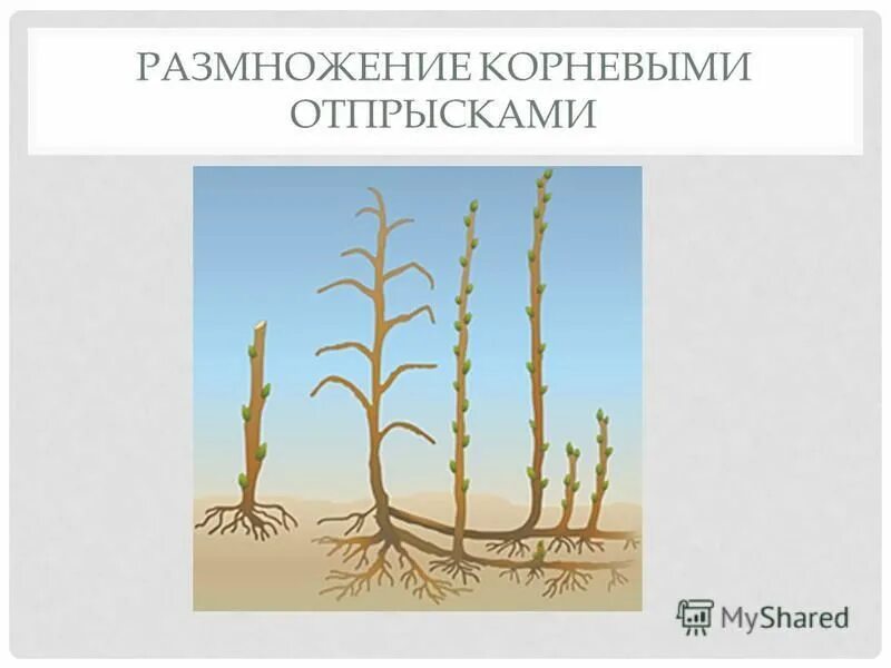 Описание корневыми отпрысками. Описание корневыми отпрысками