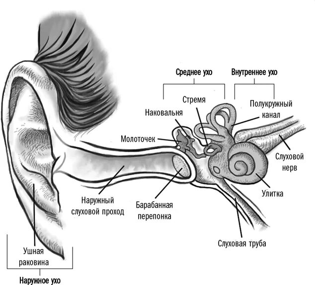 Слуховой латынь. Строение уха анатомия латынь. Строение уха человека анатомия латынь. Анатомические структуры среднего уха. Наружное ухо строение латынь.