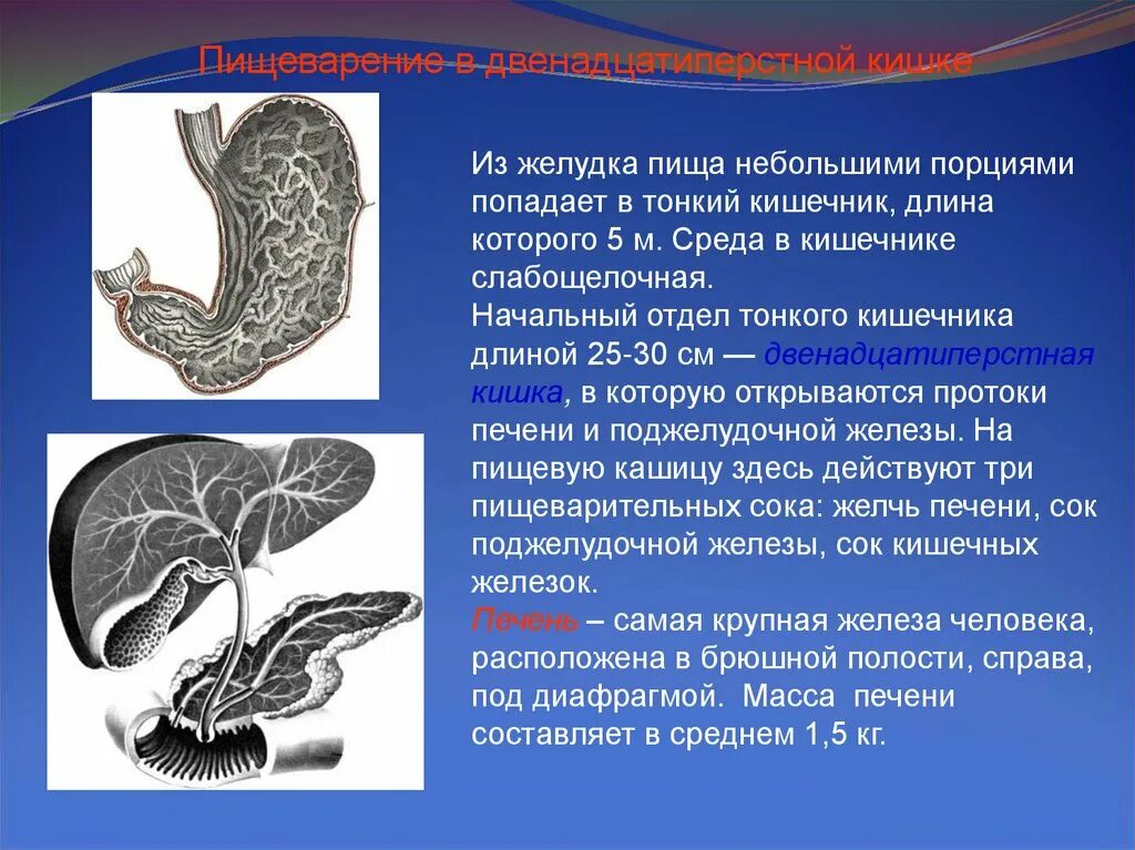 В тонкую кишку открываются. В тонкий кишечник открываются протоки. Из тонкого кишечника пища попадает в. Из желудка пища попадает в. Из желудка пища попадает в тонкую кишку.