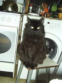 Кот степа