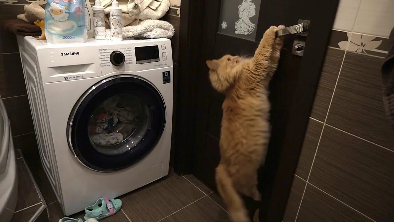 Выглядывает из за двери. Кот в окошке. Котик дорс. Включи веселый кот doors. Включи веселый кот doors.