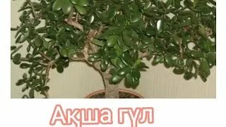 Оның қарап тұрғанын білмей, видеоны аяқтайды.