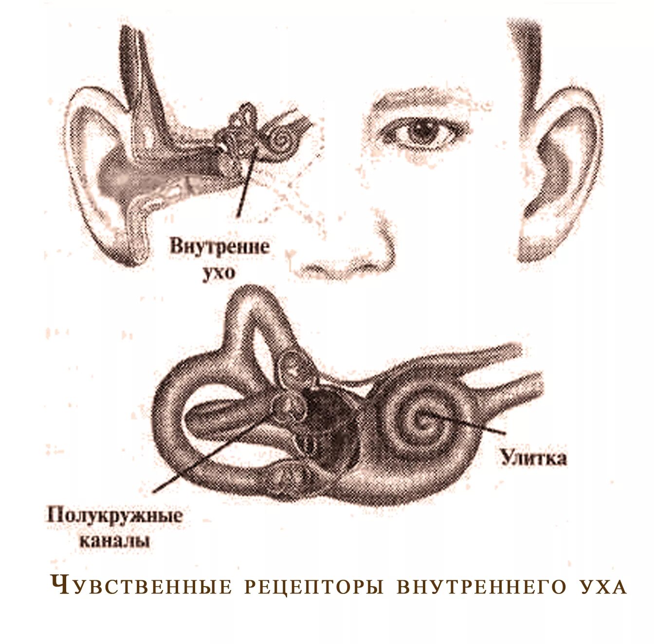 Полукружные каналы внутреннего уха. Полукружные каналы среднего уха. Полукружные каналы это среднее ухо. Строение внутреннего уха человека. Во внутреннем ухе расположены