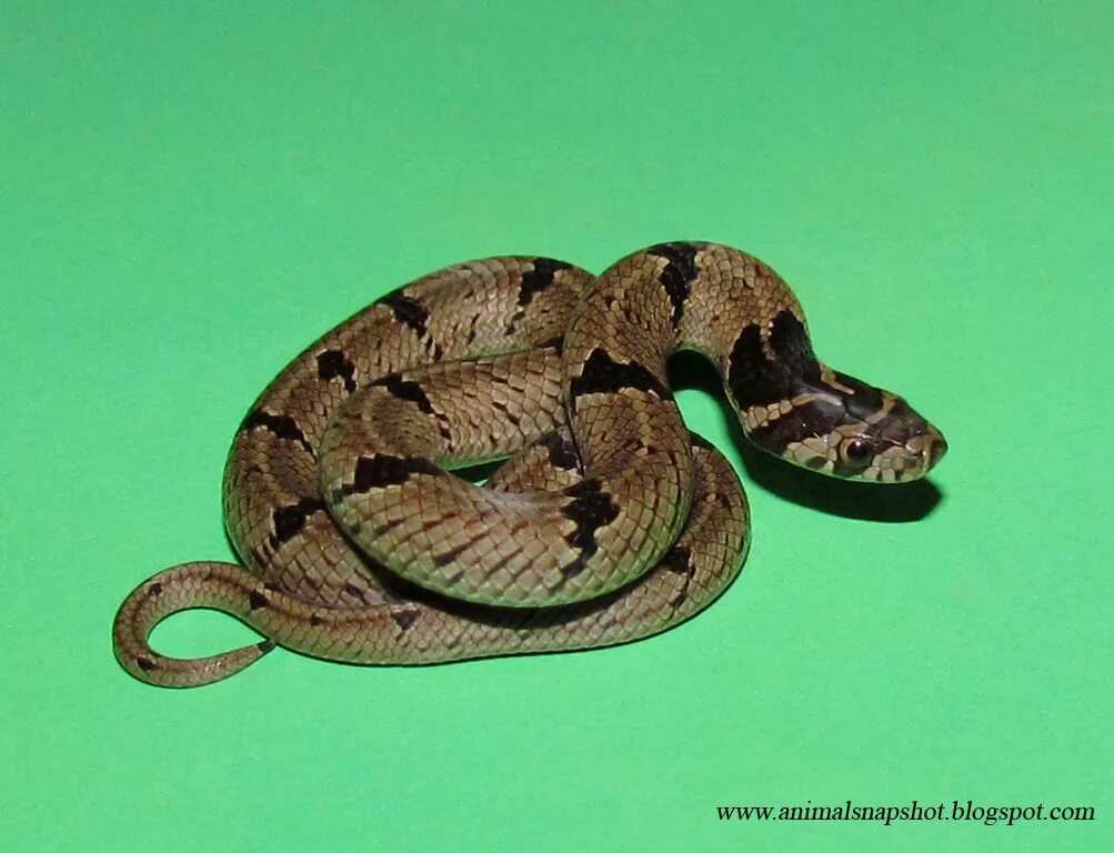 Snake project