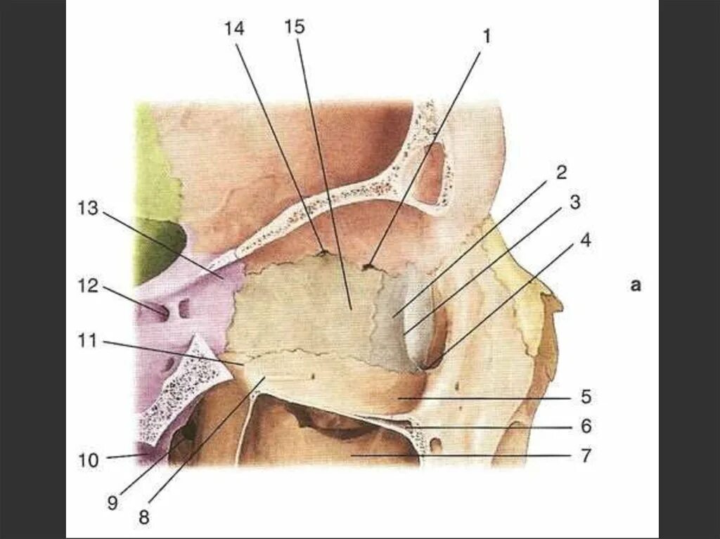 Края глазницы. Латеральная стенка глазницы анатомия. Стенки глазницы анатомия медиальная стенка. Носослезный канал анатомия череп. Решетчатые отверстия глазницы.