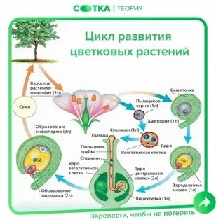 Гэ биология
