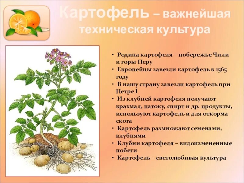 Картофель коллета описание. Картофель культурное растение. Картофель описание растения. Культурные растения картошка. Описание культурного растения.