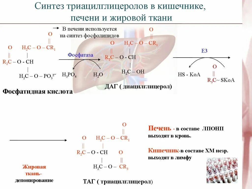 Синтез жиров в кишечнике. Синтез триацилглицерина в жировой ткани. Схема синтеза таг в жировой ткани. Биосинтез жирных кислот и триацилглицеролов в печени. Синтез триацилглицеринов в печени и жировой ткани.