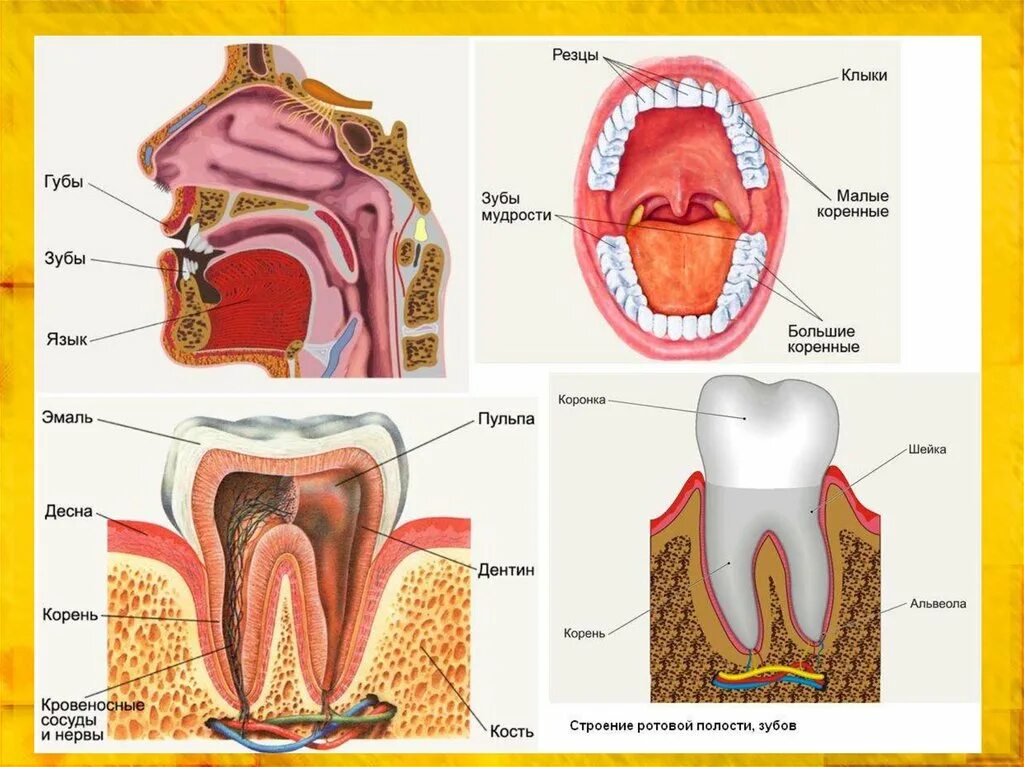 Биология 8 класс пищеварение в ротовой полости. Ротовая полость строение анатомия зубов. Пищеварительная система строение зуба. Строение ротовой полости 8 класс биология. Пищеварительная система полости рта