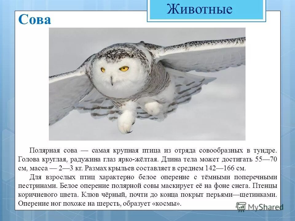 Белая сова сообщение 4 класс окружающий мир. Белая сова описание. Рассказ о белой сове. Полярная сова описание. Белая сова сообщение 4 класс окружающий мир.