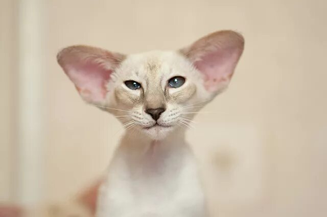 ориентальная кошка экстремального типа. ориентальная черная кошка экстремал. ориентальная кошка экс. ориентальная кошка экстремальная. ориентальная кошка дракула.