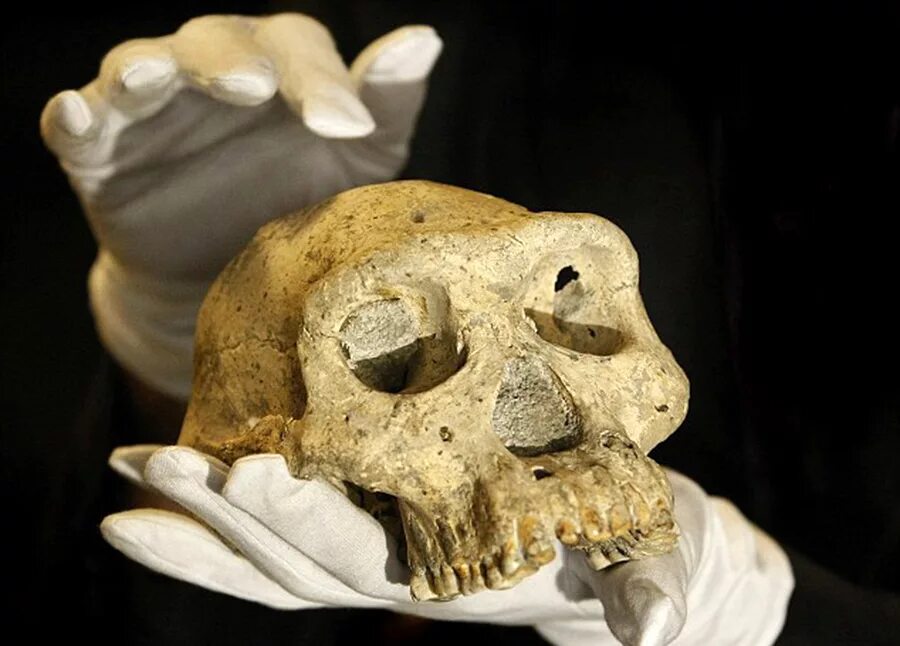 Пятый череп из Дманиси. Черепа первых европейцев Дманиси.