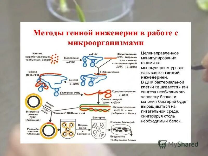 Рнк бактерии. Этапы генной инженерии схема. Генетическая инженерия микроорганизмов. Генная инженерия бактерий. Основные этапы генной инженерии.